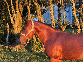 hästar Cool talang! i Istorp - Annons 19