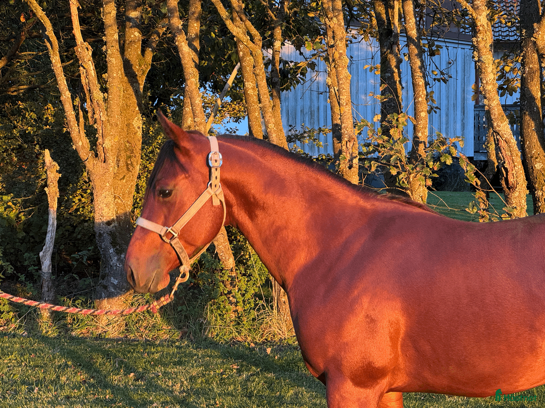 Western hästar till salu: Cool talang! i Istorp - Annons 1