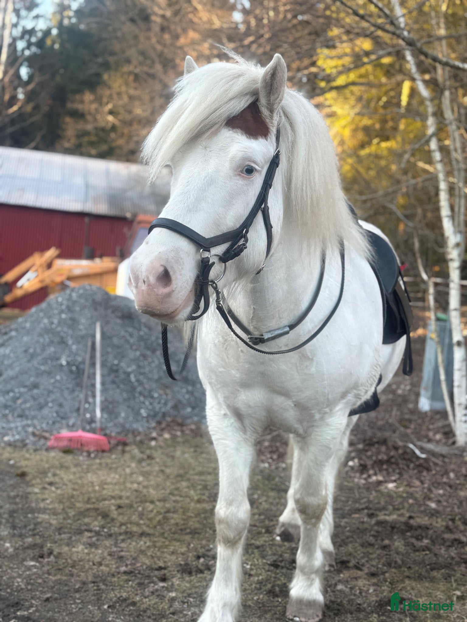  hästar Bästa kompis - Annons 1