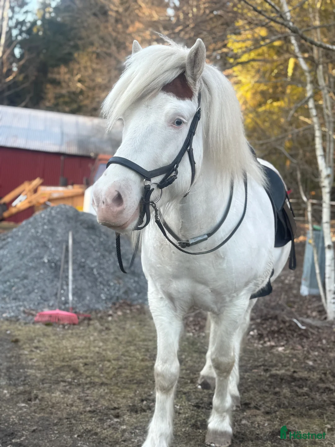 Island hästar till salu: Bästa kompis i Vaxholm - Annons 1