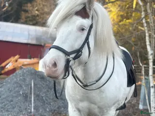 hästar Bästa kompis - Annons 1