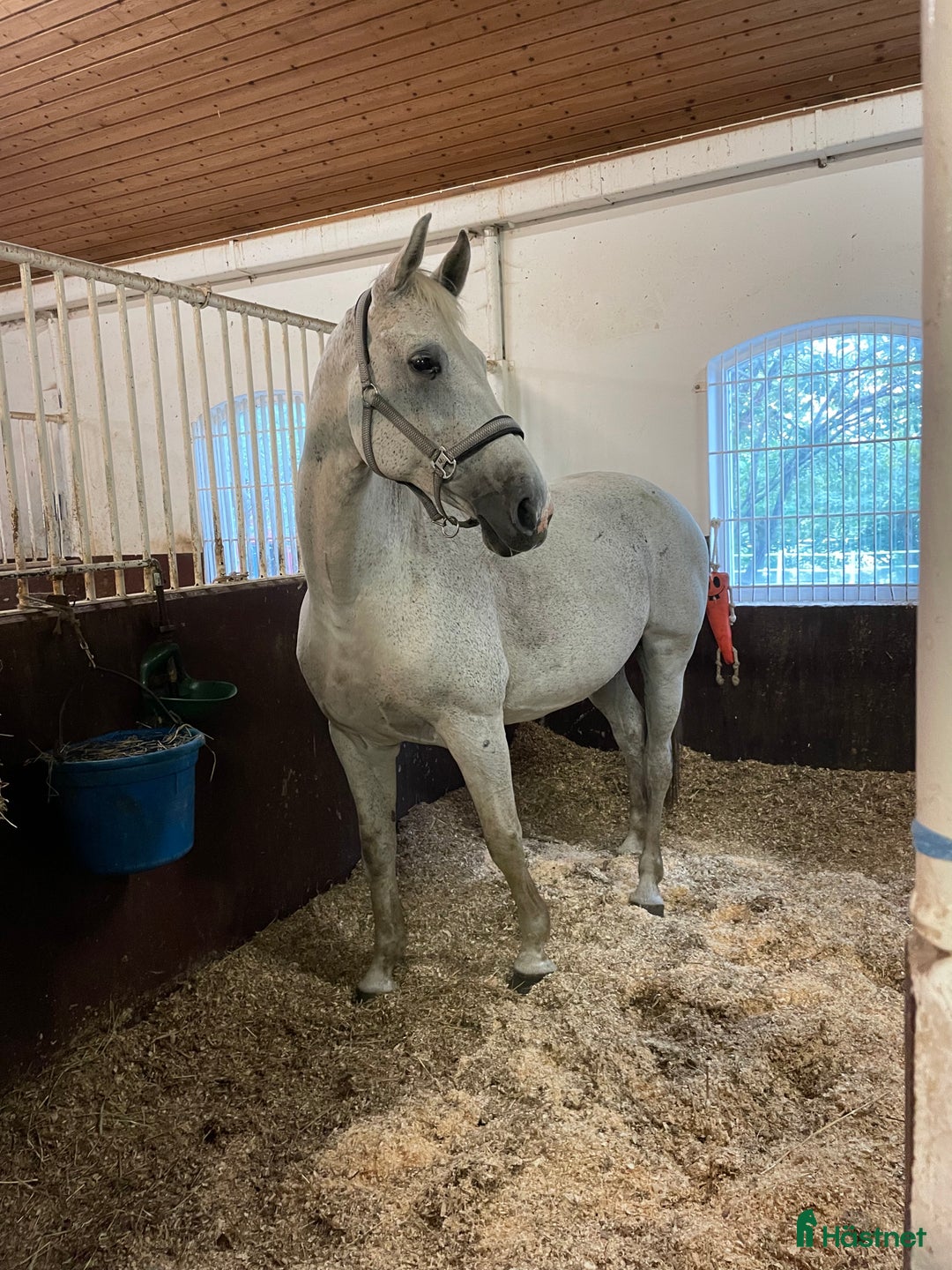 Avelshästar hästar till salu: Flott avlshoppe til salgs i Sola kommun - Annons 3