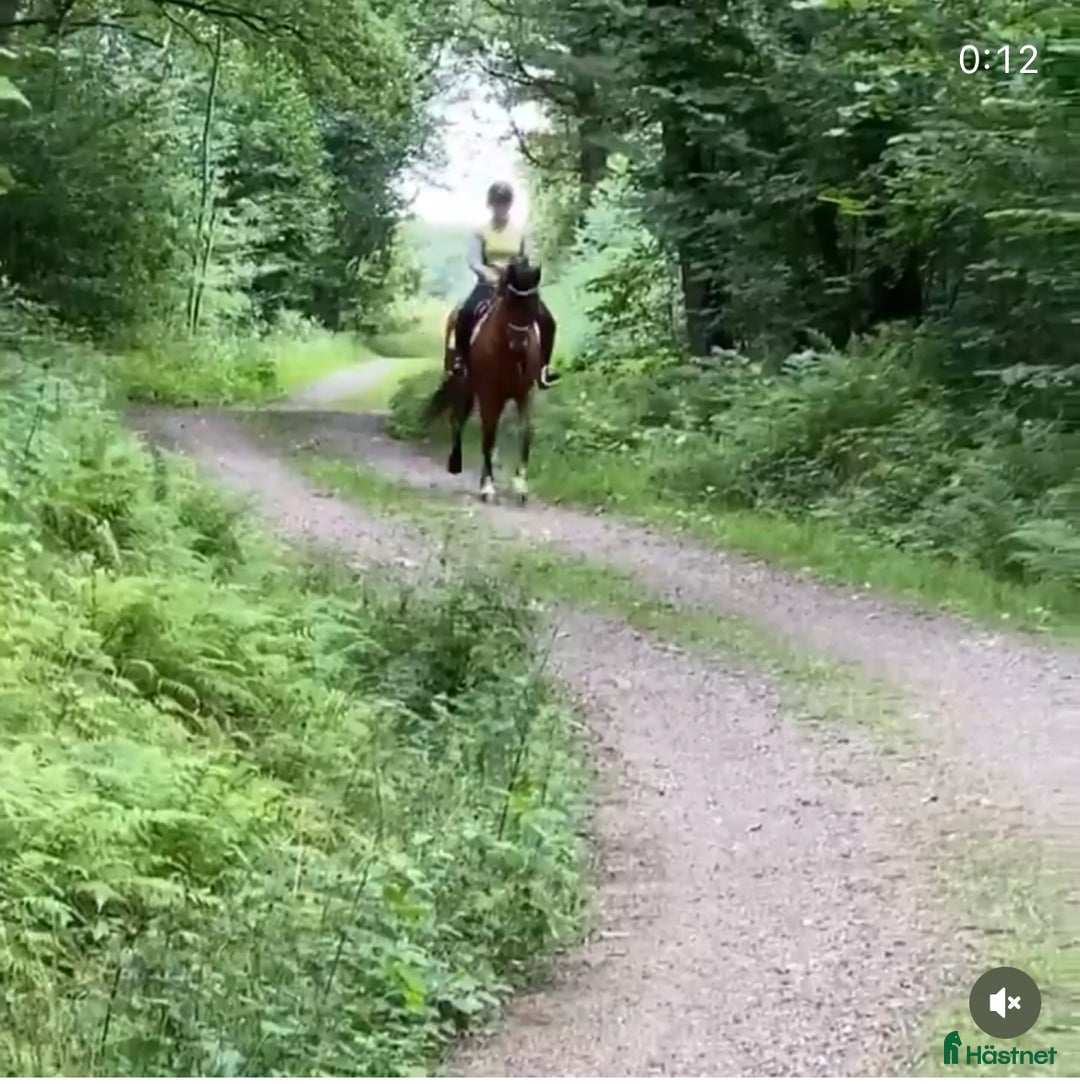  stallplats finnes: Stallplatser  i Varberg - Annons 4