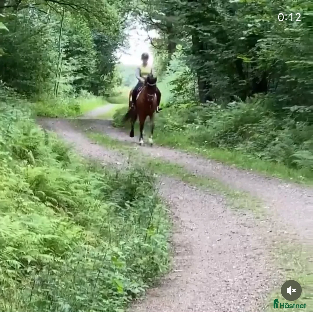  stallplats finnes: Stallplatser  i Varberg - Annons 4