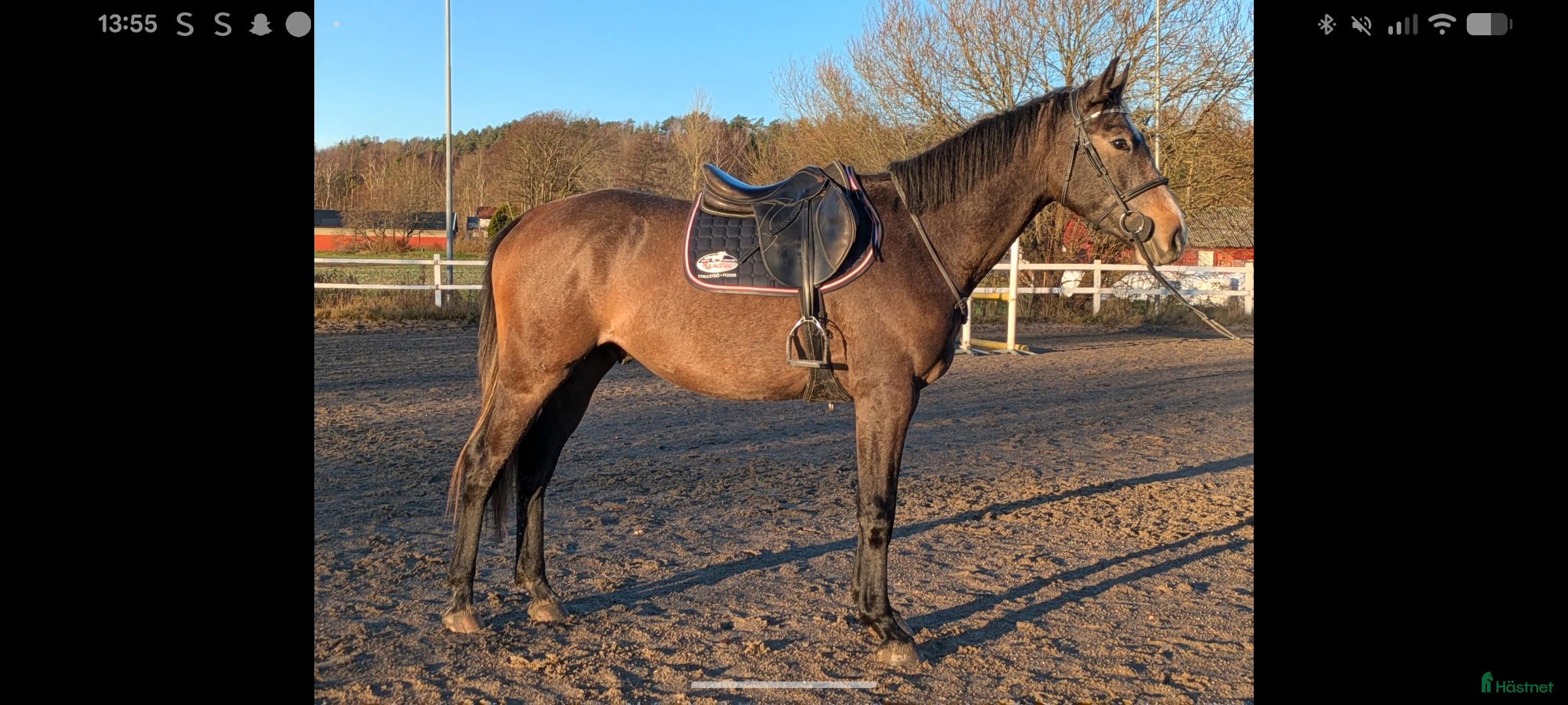  hästar Framtidslöfte - Annons 2