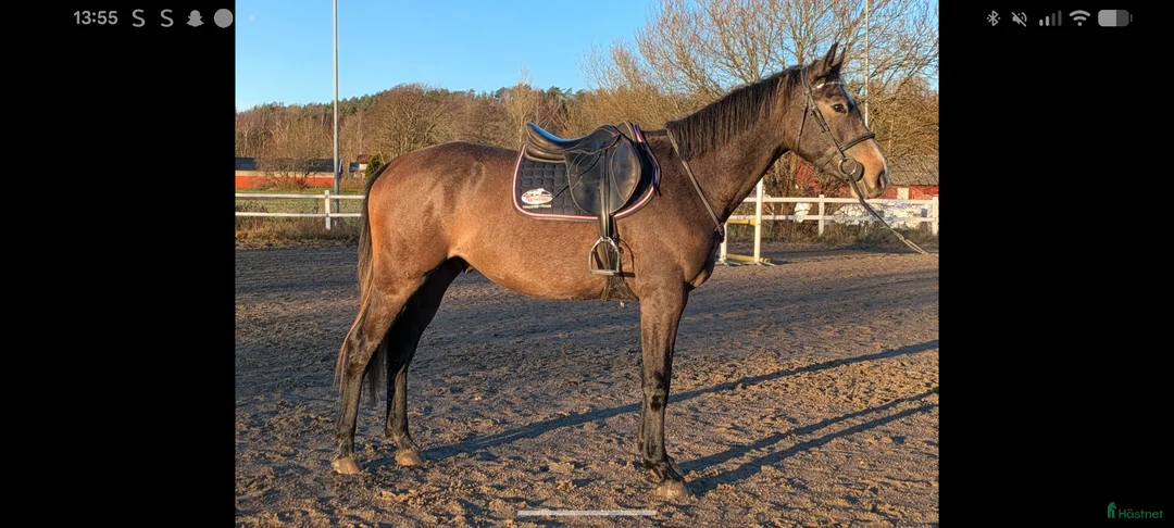 Hoppning hästar till salu: Framtidslöfte - Annons 2