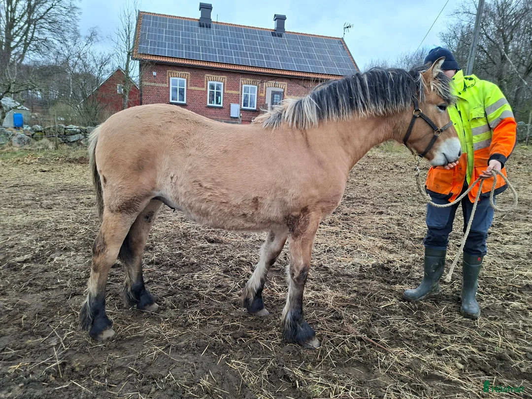 Allround hästar till salu: Tillfälle - ovanlig nordsvensk åring i Tjörnarp - Annons 3
