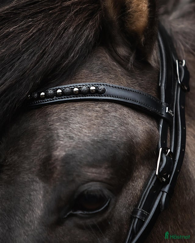 Träns hästutrustning Islandsträns - Annons 3