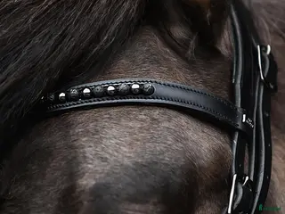 Träns hästutrustning Islandsträns - Annons 1