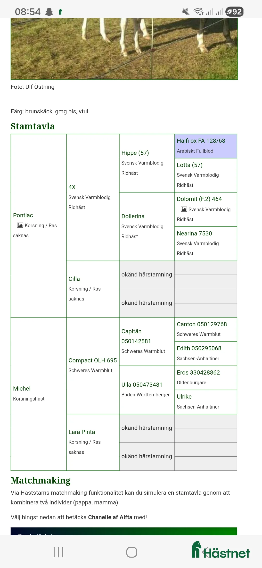 Allround hästar till salu: Vackert sto  - Annons 5