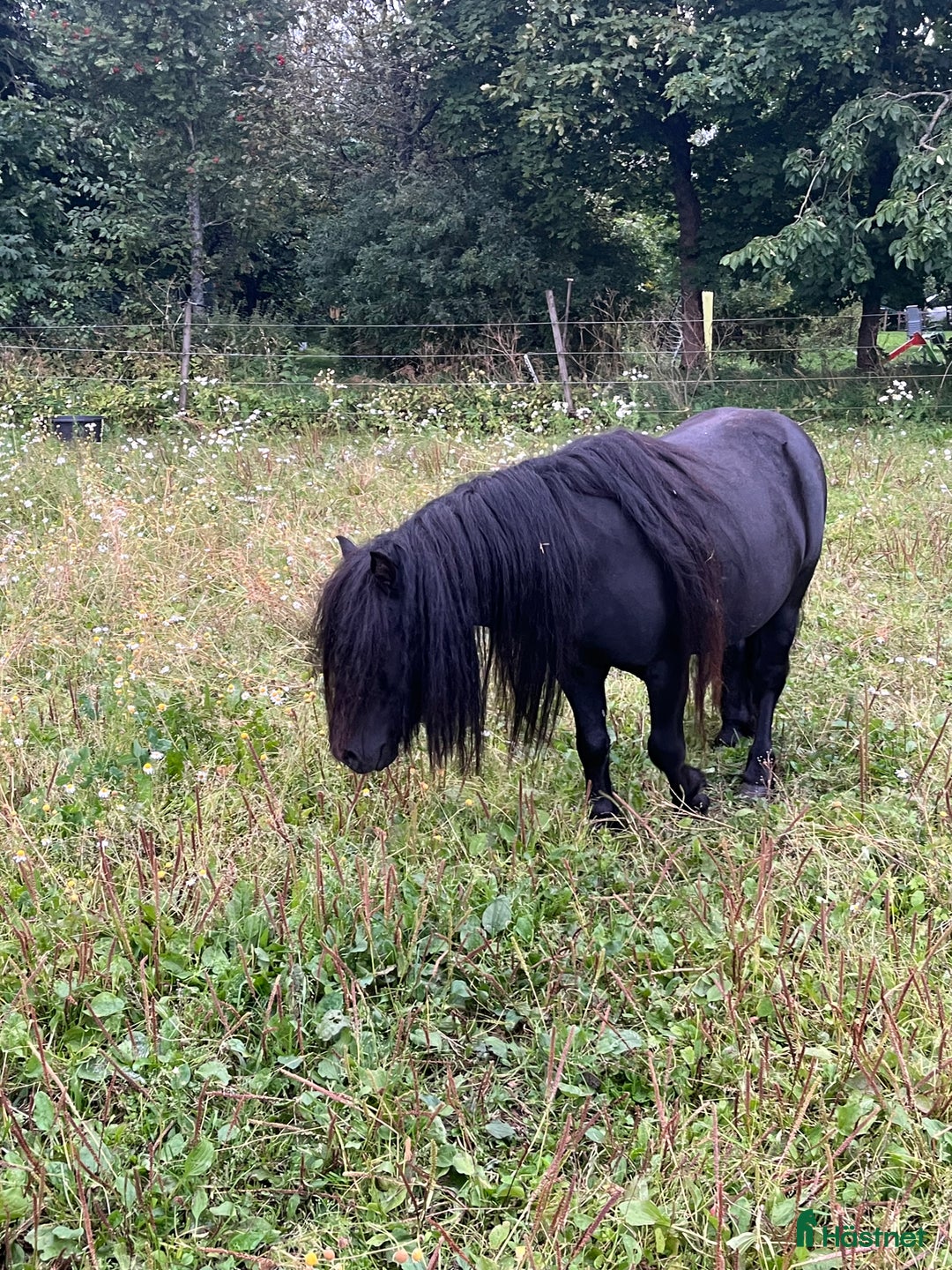 Avelshästar hästar till salu: Avelshingst shetlandsponnyn  i Falköping - Annons 11