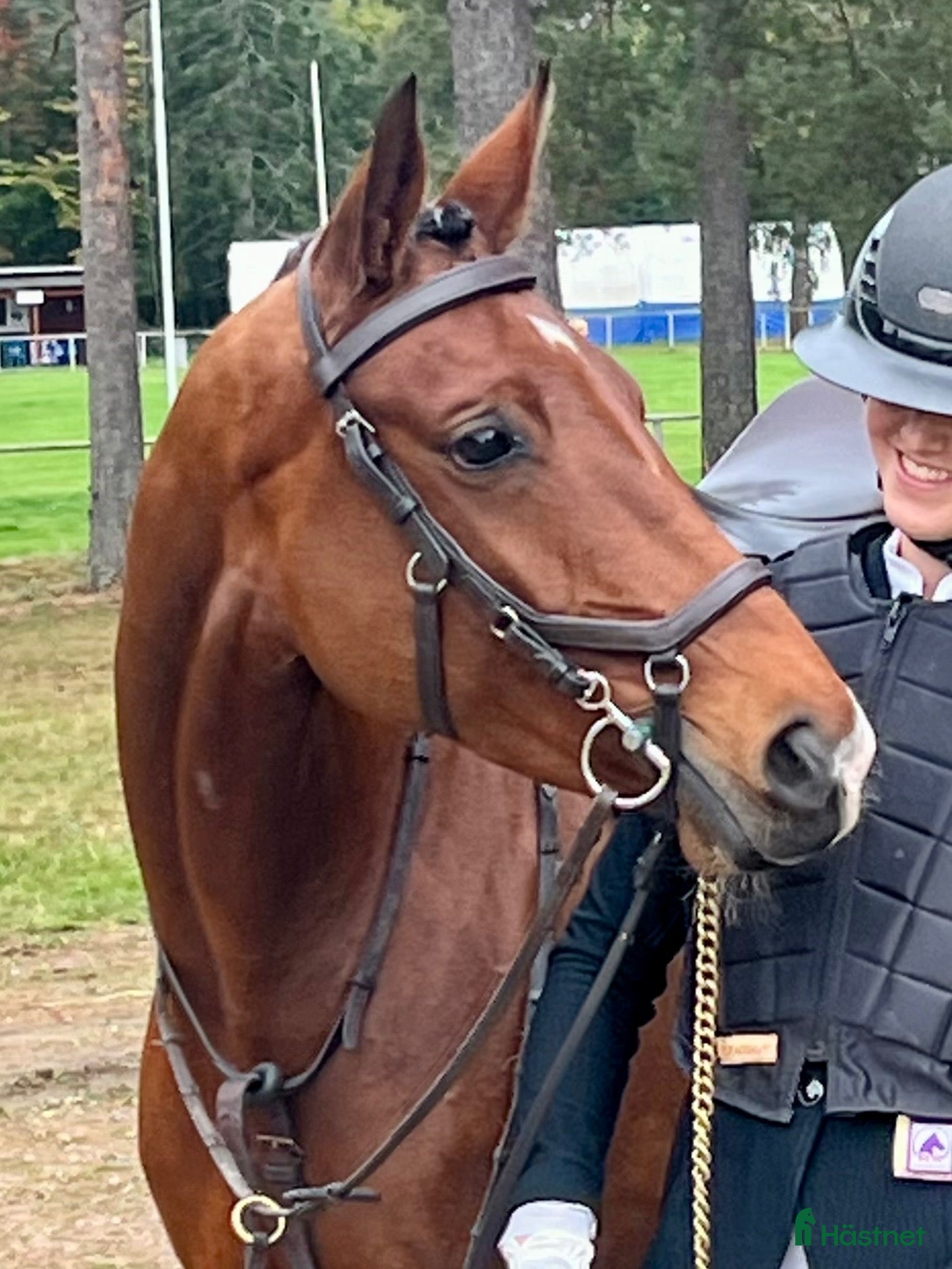  hästar Välutbildad dubbeltalang Kat D! - Annons 2