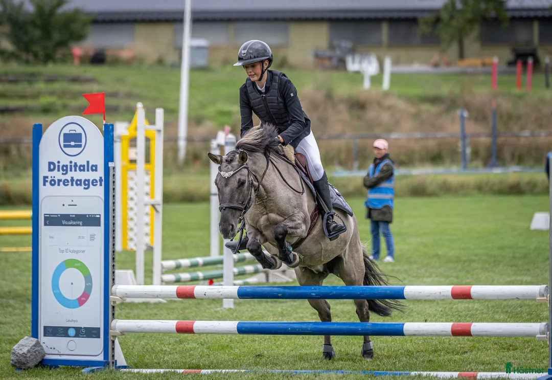 Allround hästar till salu: Rätt hem sökes till vår kompis i Brottby - Annons 3