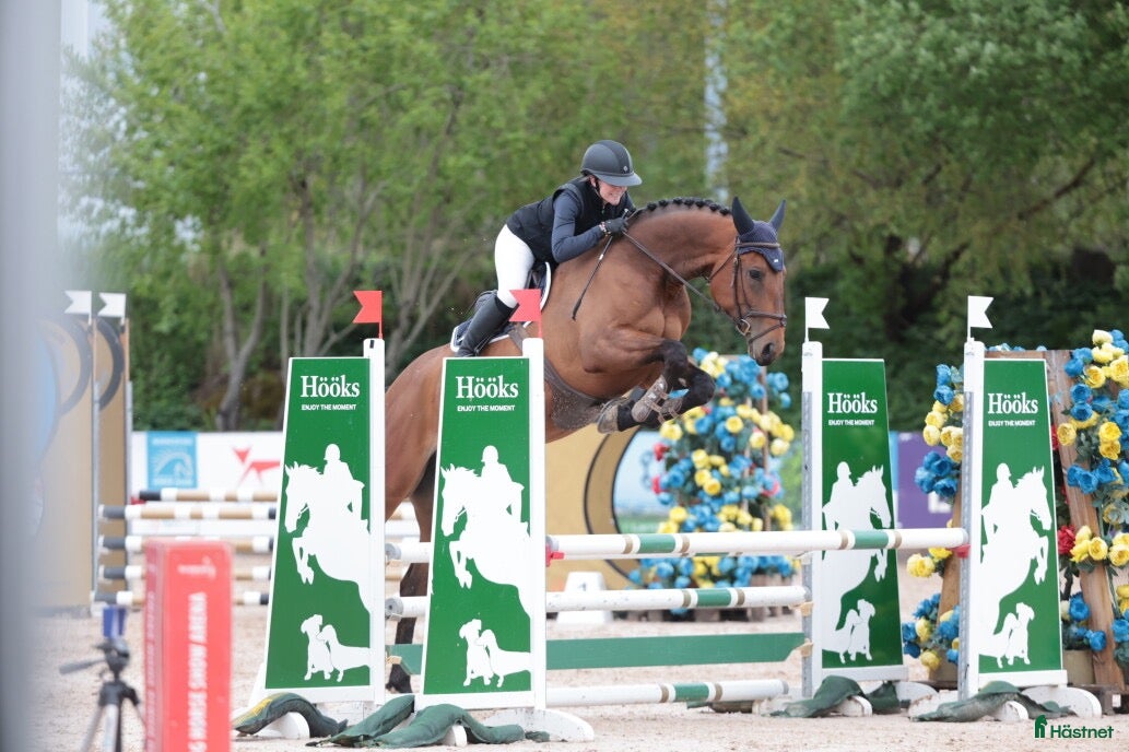  hästar Stor kapacitet och supertemperament - Annons 1