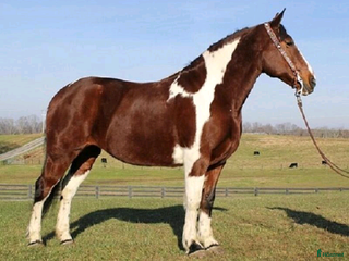 hästar Quarter Horse sto På i Rosersberg - Annons 4