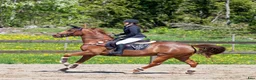 Avelshästar hästar till salu: Swb Sto e: Heartbeat - Annons 3