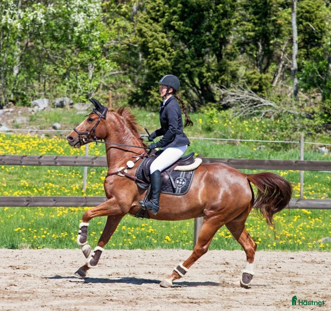 Avelshästar hästar till salu: Swb Sto e: Heartbeat - Annons 3