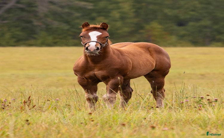  hästar i Hjo - Annons 14