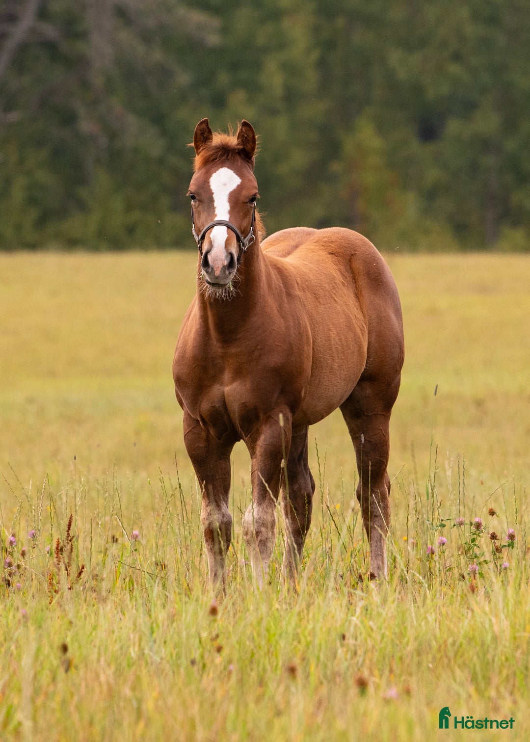 Western hästar till salu: Blivande reiningstjärna - byte möjligt!  i Hjo - Annons 2