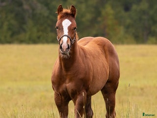 hästar i Hjo - Annons 31