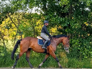hästar Trygg och stabil allroundhäst - Annons 1