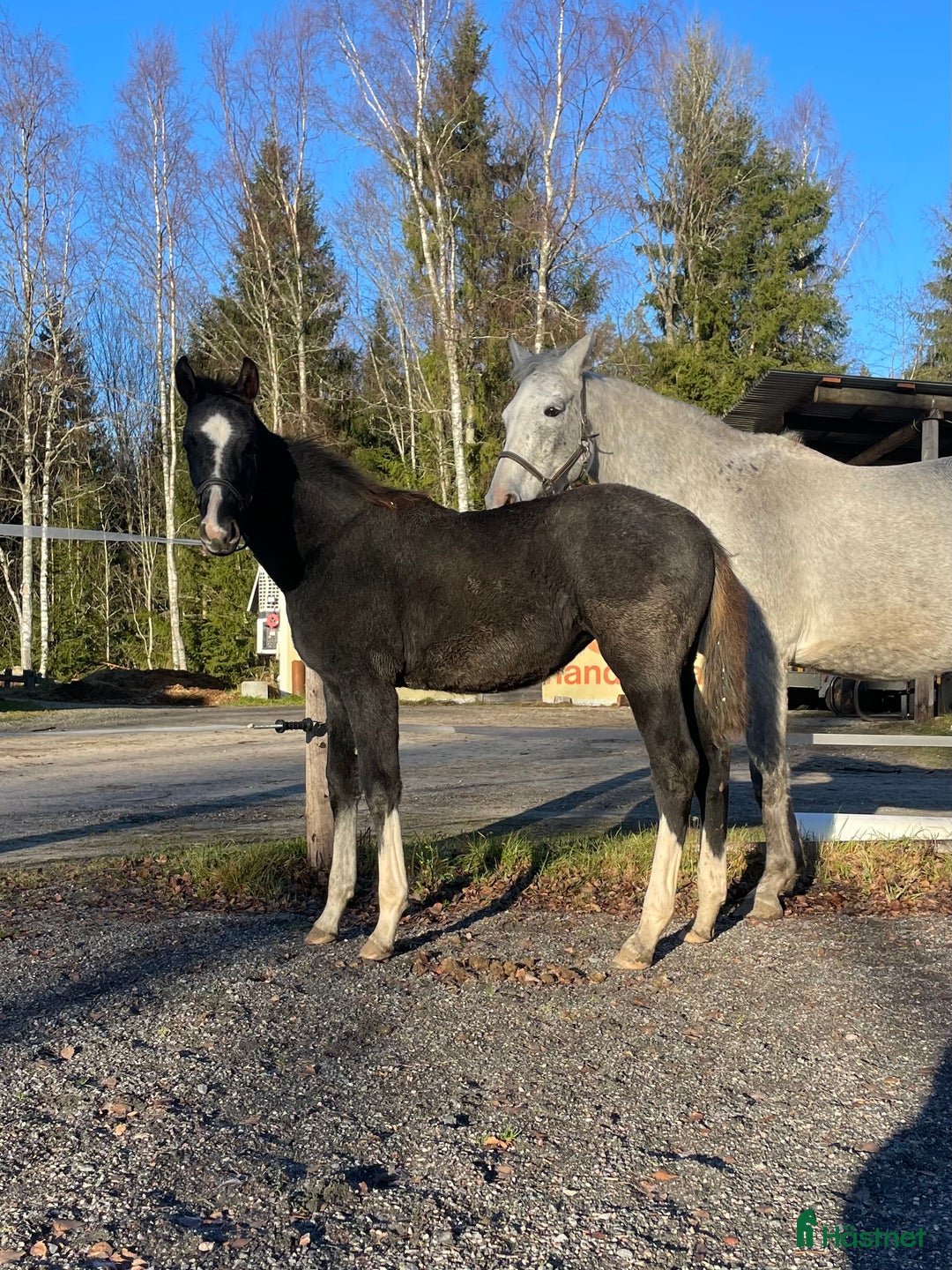 Hoppning hästar till salu: Stoföl e. Special One - Cartier  i Saxdalen - Annons 2
