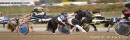Allround hästar till salu: Sportig stor shetlandsponny - Annons 3
