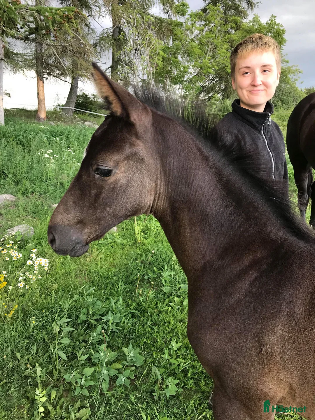  hästservice finnes: Inridning och utbildning av B-ponny och uppåt. i Eskilstuna - Annons 1