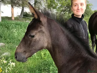 hästservice finnes: Inridning och utbildning av B-ponny och uppåt. i Eskilstuna - Annons 1