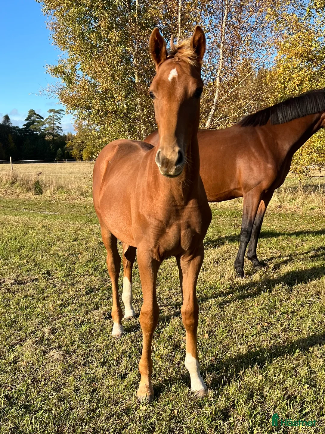 Dressyr hästar till salu: Lovande dressyrämne med toppstam! i Visby - Annons 3