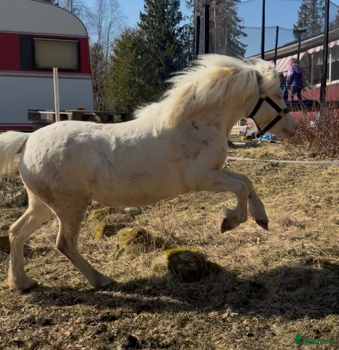  hästar Stjärna för framtiden 🌟  - Annons 2
