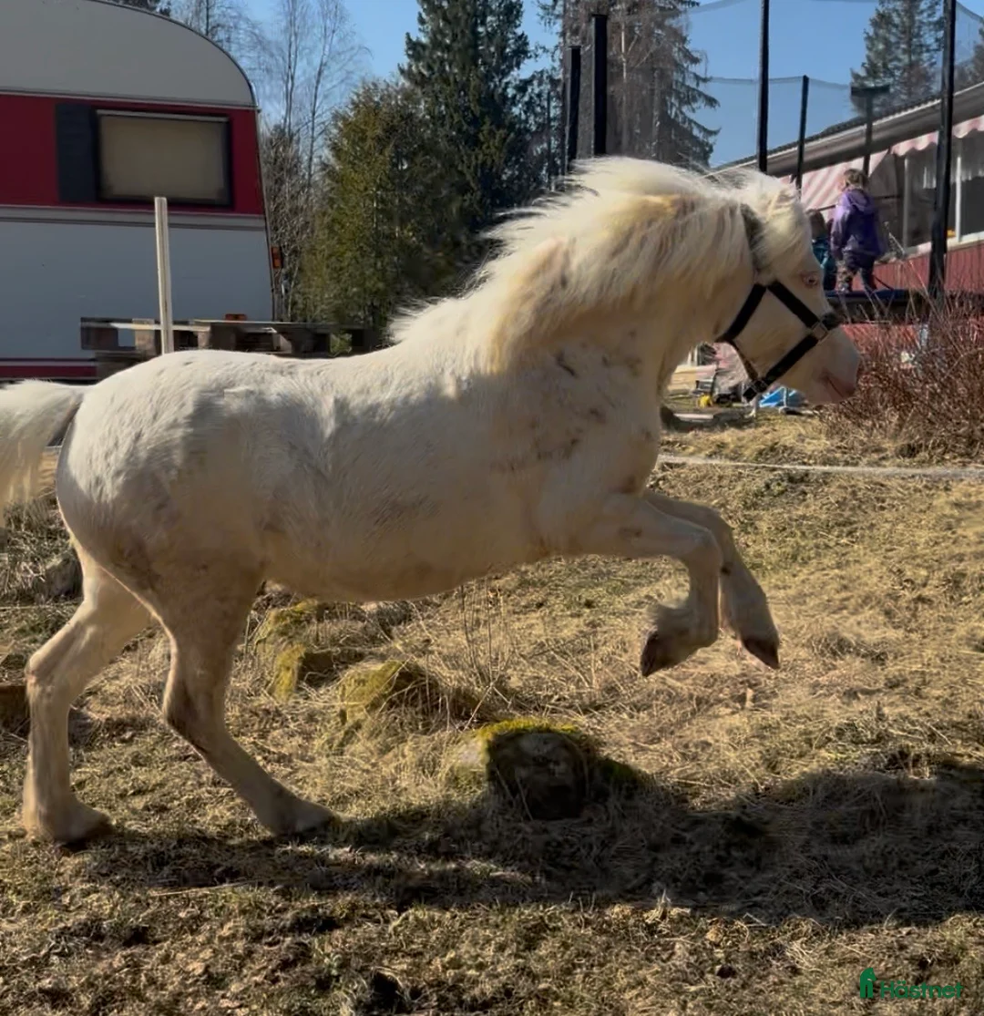 Allround hästar till salu: Stjärna för framtiden 🌟  - Annons 2