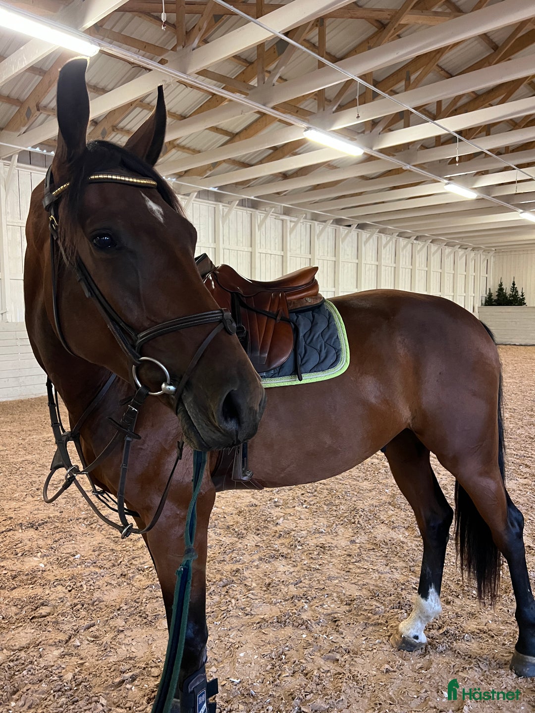 Allround hästar till salu: Snygg valack RESERVERAD  i Eksjö - Annons 6