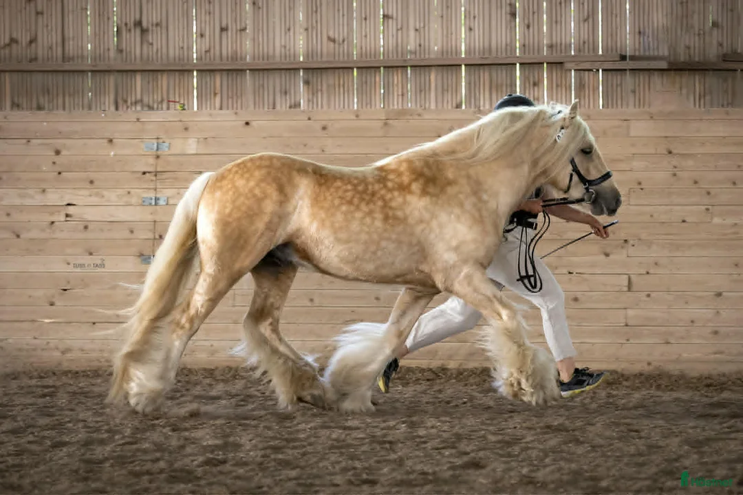 Allround hästar till salu: Vacker irish cob valack unghäst åring  - Annons 5