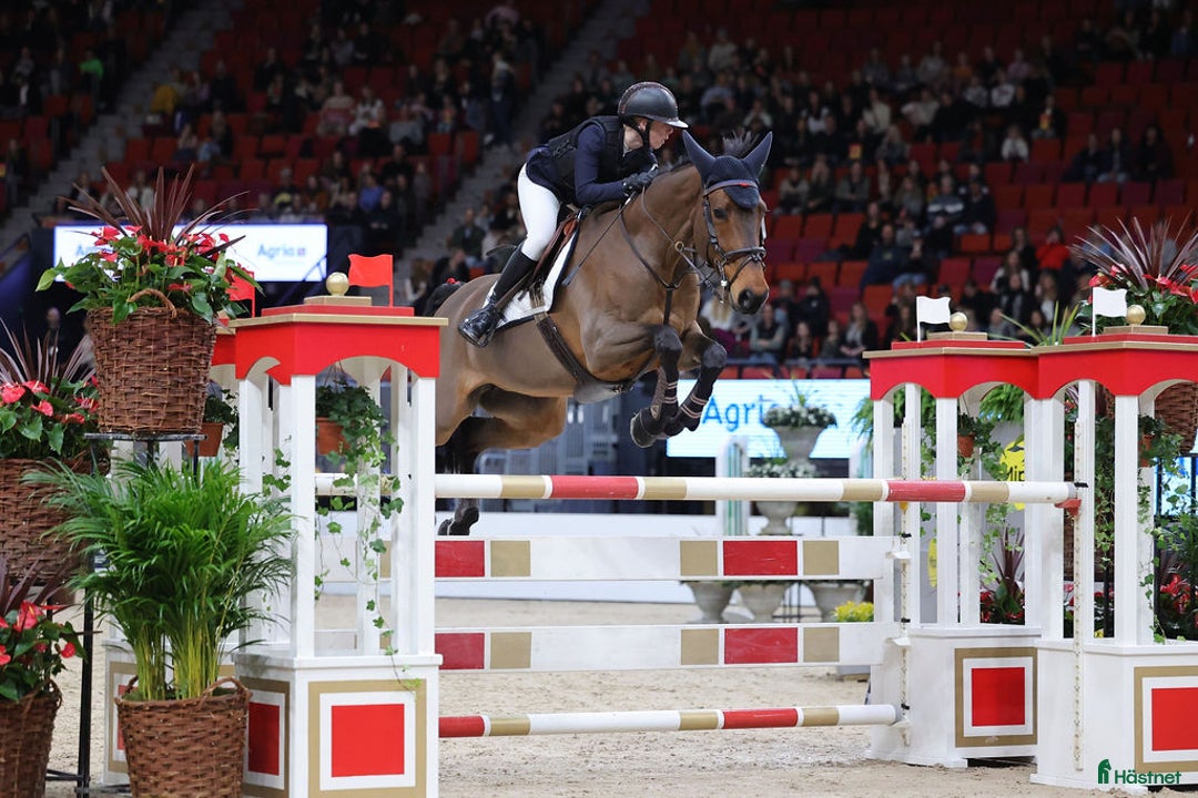 Hoppning hästar till salu: Topphäst Children/Junior Prissänkt! i Västra Frölunda - Annons 14