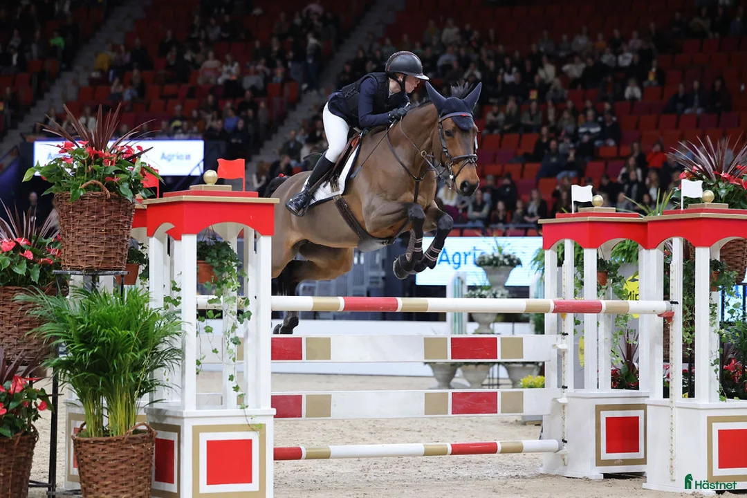 Hoppning hästar till salu: Topphäst Children/Junior  - Annons 14