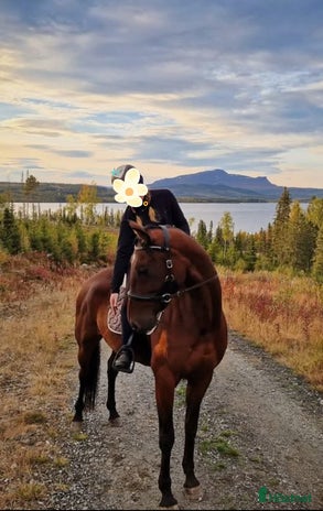 foderhäst i Vikarbyn - Annons 13