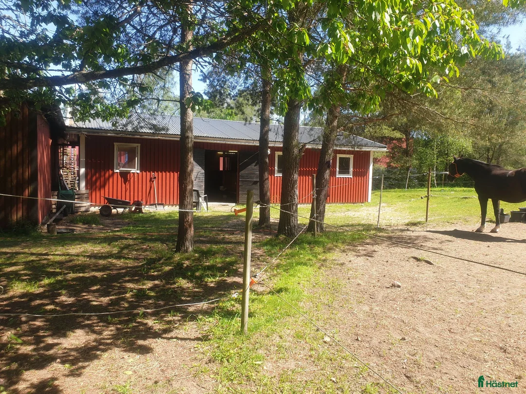  stallplats finnes: Stall med 5 boxar, hagar, paddock uthyres - Annons 2