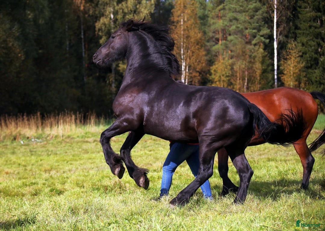 Allround hästar till salu: **Exceptional Horse for Sale** - Annons 19