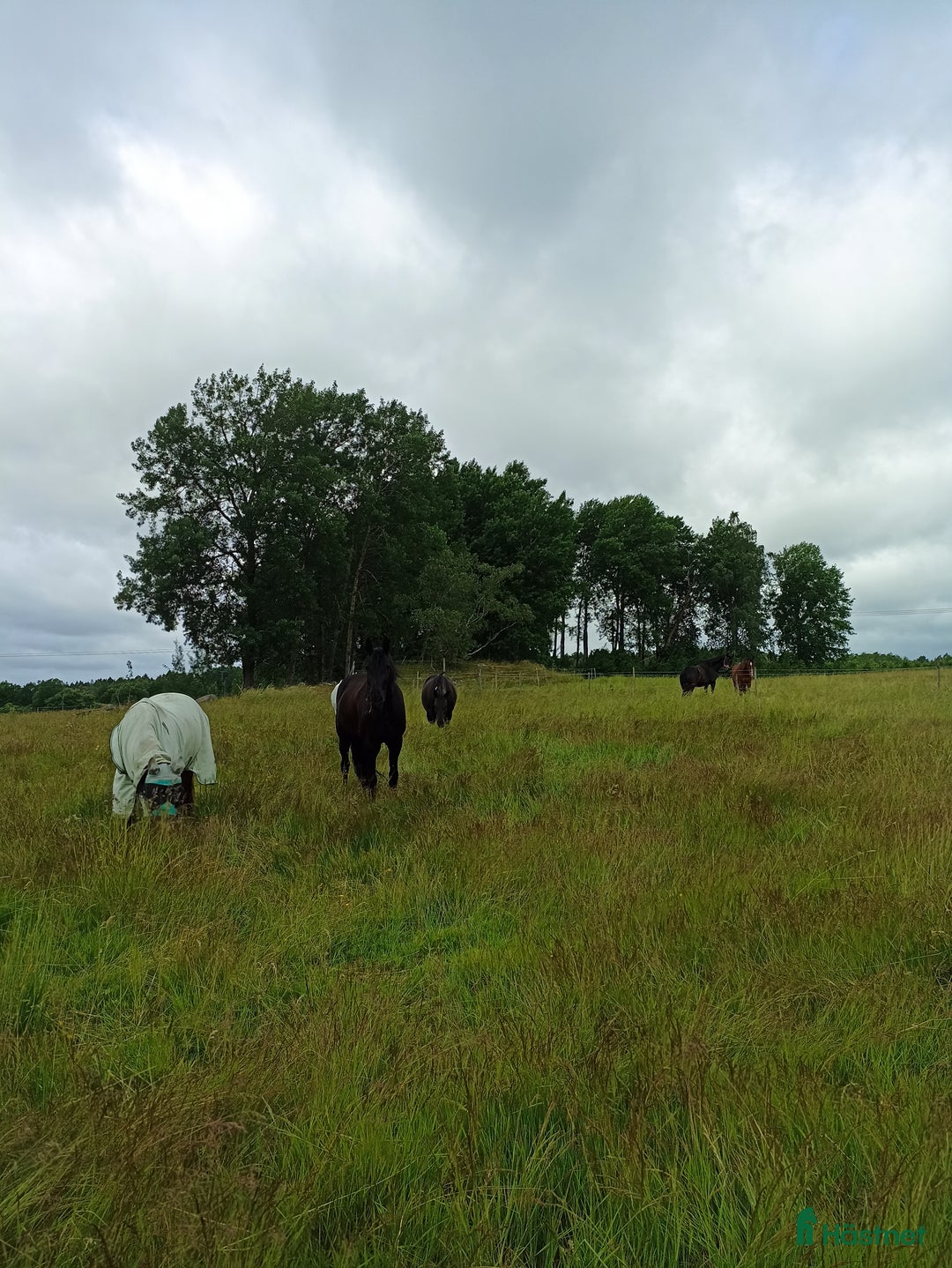  stallplats finnes: Österhaninge Stallplats  i Österhaninge - Annons 5