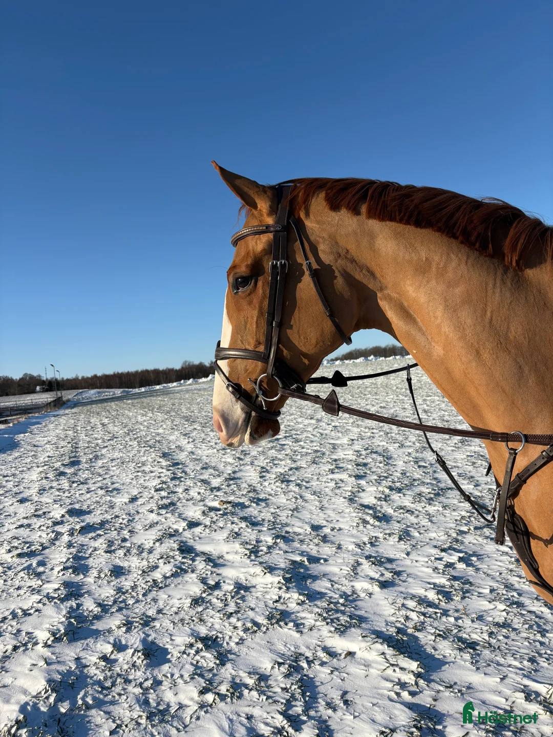 Hoppning hästar till salu: Välriden 7-åring e Mr Vain i Tomelilla - Annons 2