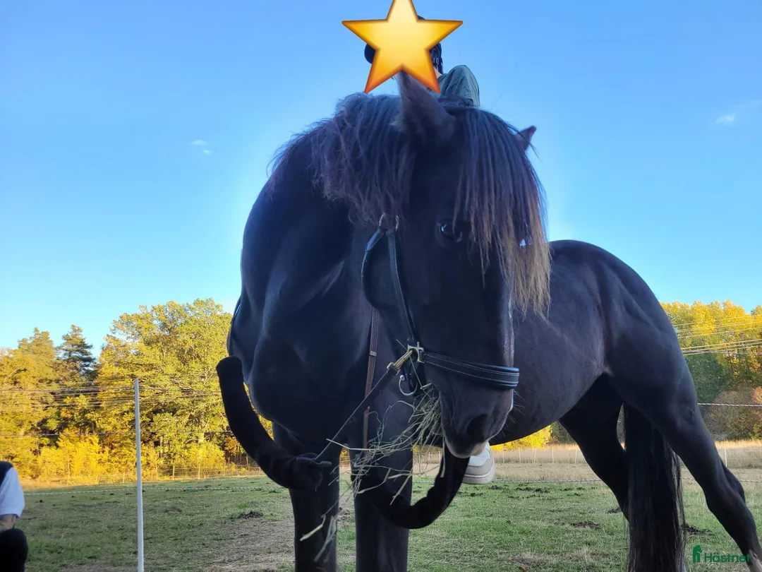 Allround hästar till salu: Kallblodstravare Rappen i Åkers Styckebruk - Annons 4