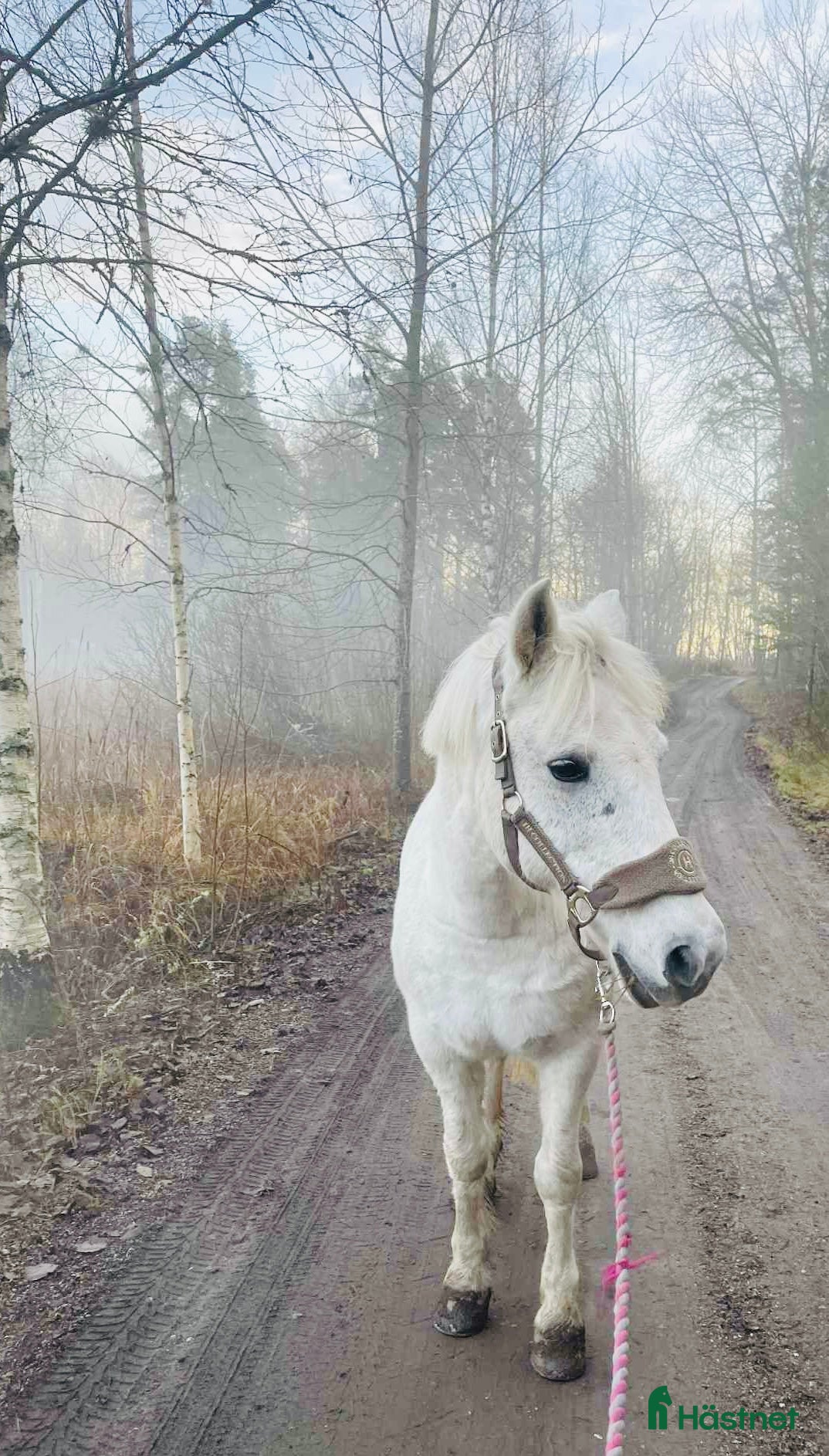  hästar C-ponny till rätt hem  - Annons 14