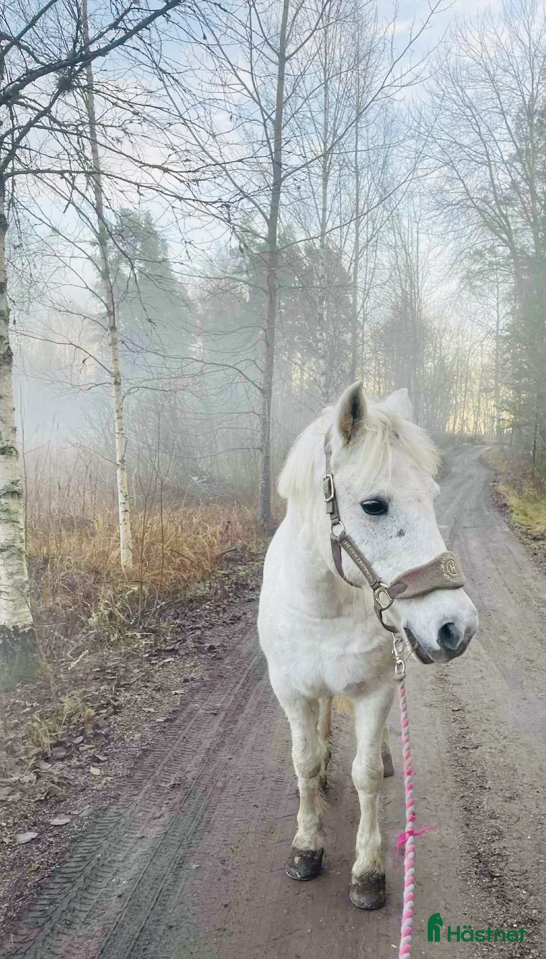 Allround hästar till salu: C-ponny till rätt hem  - Annons 1