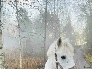 hästar C-ponny till rätt hem - Annons 14