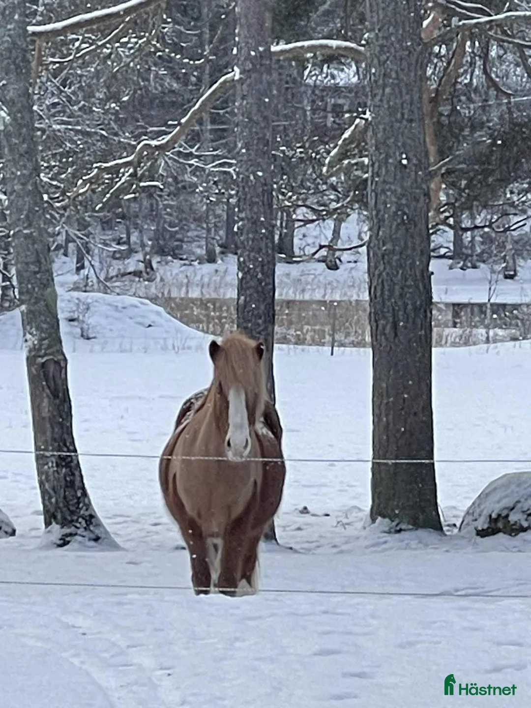 Island hästar till salu: Iða Vom Donnerhall  i Fellingsbro - Annons 2