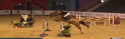 Hoppning hästar till salu: Perfekt children, junior og amatør horse for sale i Hårlev - Annons 1