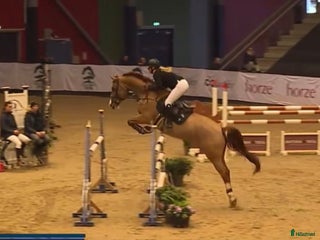 hästar Perfekt children, junior og amatør horse for sale i Hårlev - Annons 3