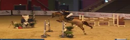 Hoppning hästar till salu: Perfekt children, junior og amatør horse for sale i Hårlev - Annons 1