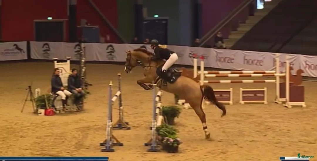 Hoppning hästar till salu: Perfekt children, junior og amatør horse for sale i Hårlev - Annons 1